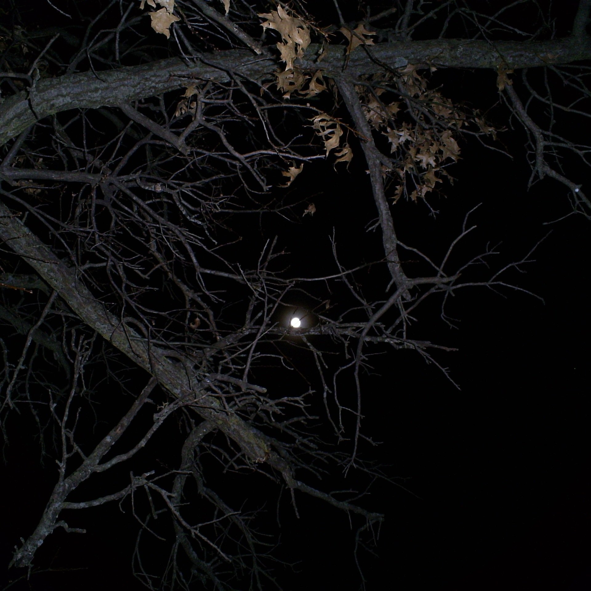 mochamaker01's profile picture. Dirtykanza by storm.  Love the dirty