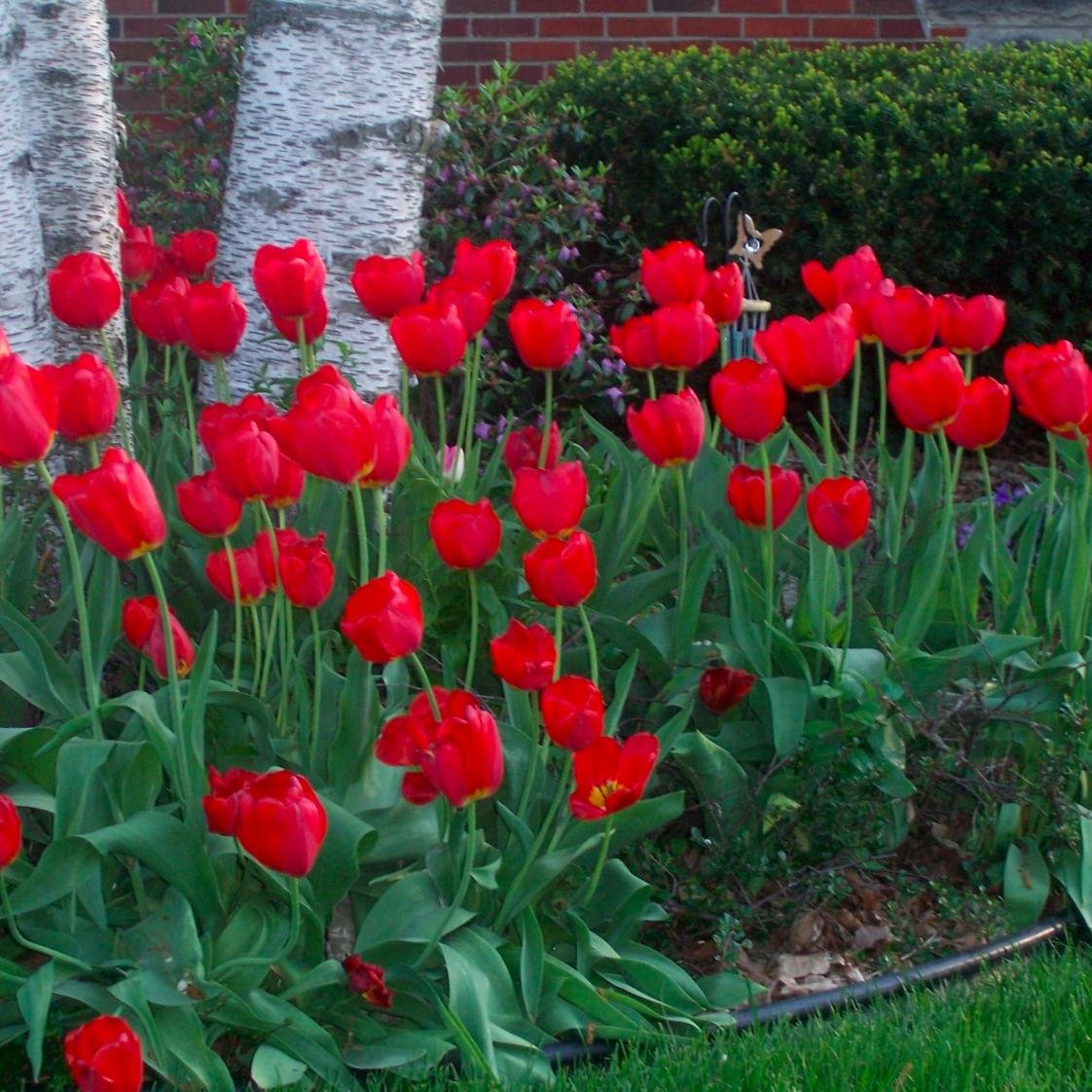 girlurock's profile picture. All things girly, pretty, beautiful, and natural.