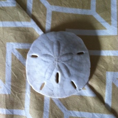 Puggles924's profile picture. 