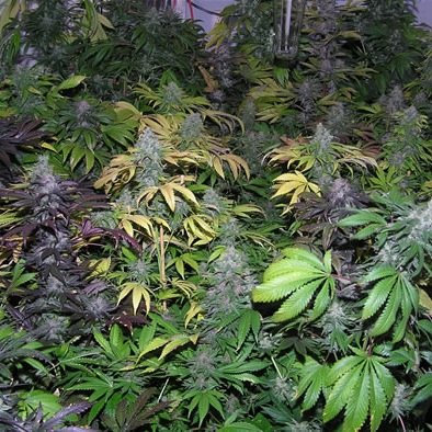 I love women who smoke cannabis ;) #CanadianStoners