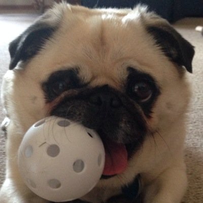 JazzyThePup's profile picture. Just an all around great pup