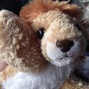 Daniel The Lion - @Real_Daniel5SOS - Twitter