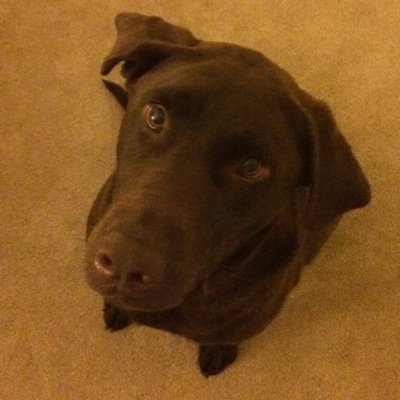 Husband, Dog Dad of 5! (Chocolate Lab, Yorkie-poo, Maltipoo, Havanese-mix, Yorkie,) CAPS, NATS, and NASCAR fan. Dale Jr is still my favorite driver!