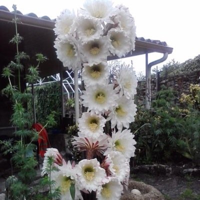 ﺍﻟﻀـﻤﻴﺮ ﺍﻟﻠـﻲ ﻳﺴـﻤـﻮﻧـﻪ ﺿﻤﻴﺮ .. ﻣﺎﻟﻘـﻴﺘﻪ ﻏـﻴﺮ ﻓﻲ ﻛـﺘﺎﺏ ﺍﻟـﻨـﺤـﻮ !..