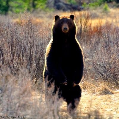 57bearclan