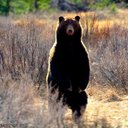 57bearclan (@57bearclan) Twitter