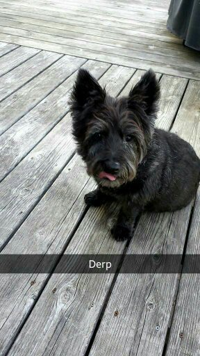 WWEis_realBro's profile picture. 