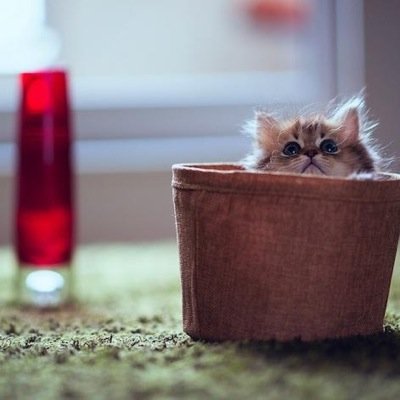 kuronek96537149's profile picture. 