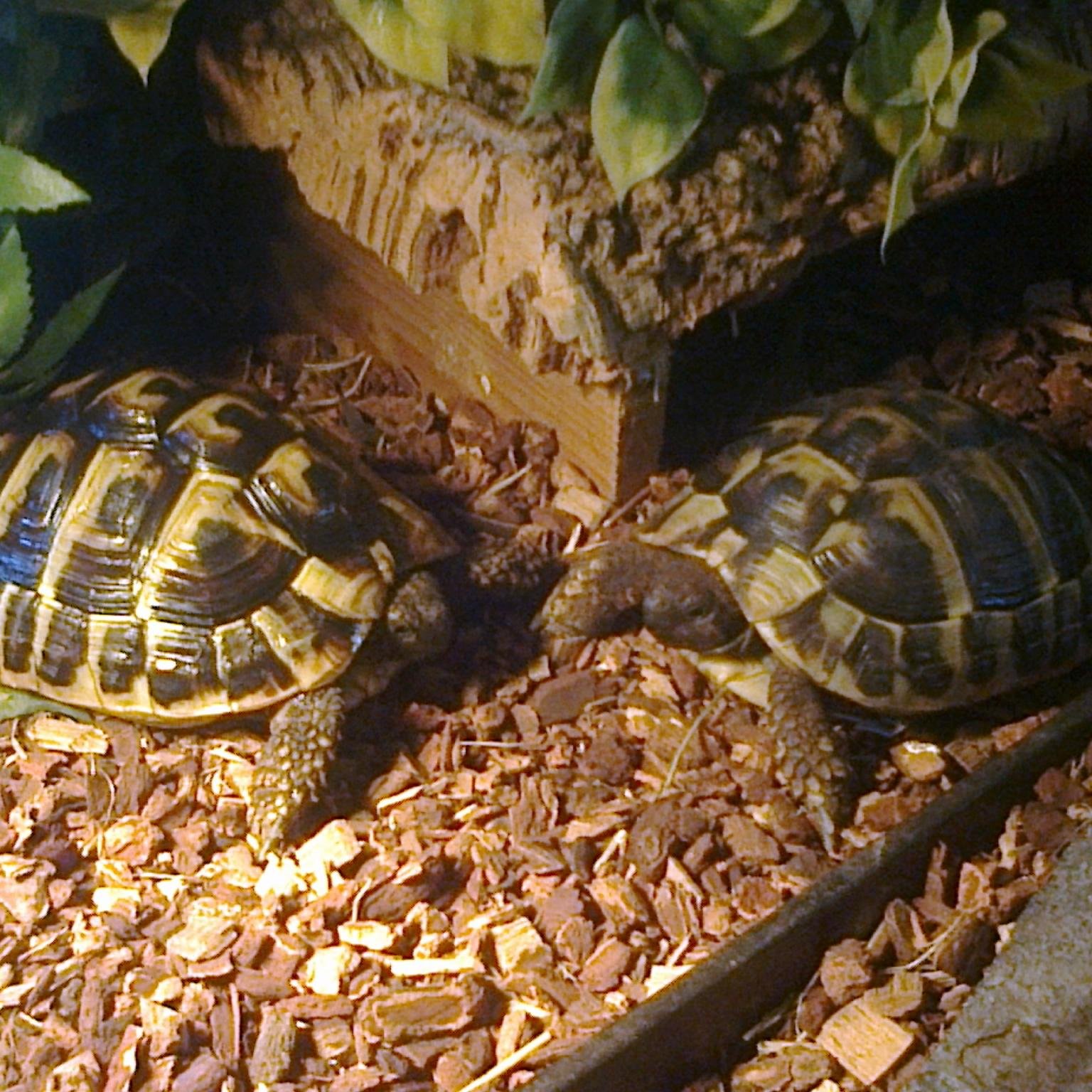 TortoiseIrl's profile picture. Assisting Tortoise & Turtle Owners Throughout Ireland