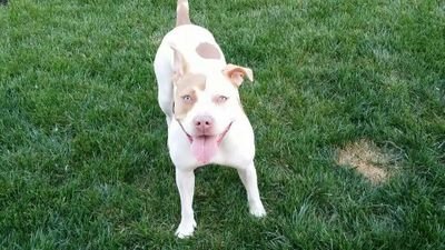 PitBullCharvel's profile picture. Rescued Pit bull and Kitty, spreading their cuteness worldwide!