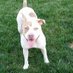 Pit Bull Charvel (@pitbullcharvel) Twitter profile photo
