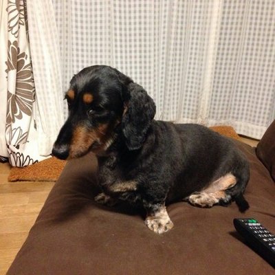 さかばや