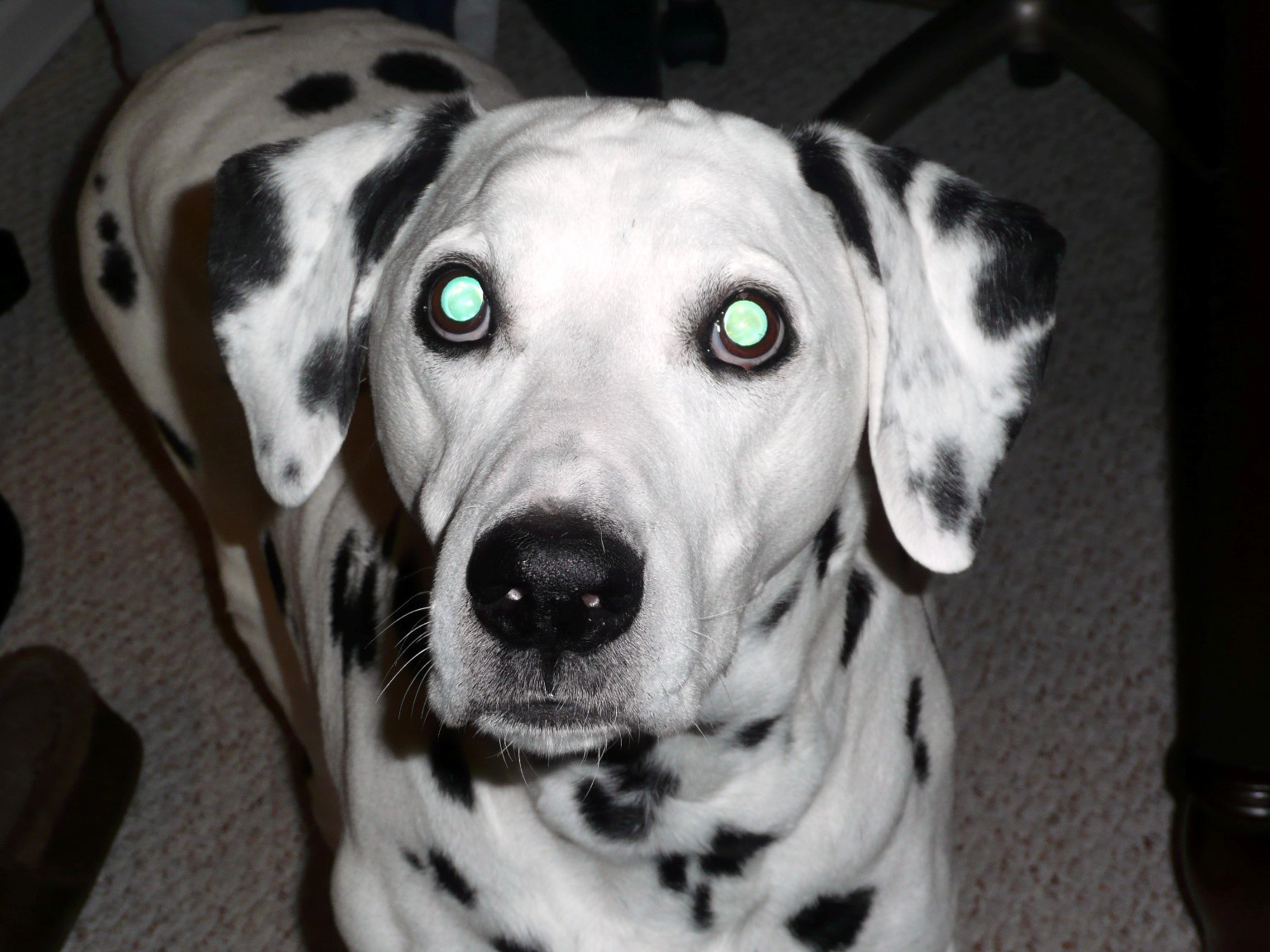 oldspotteddog's profile picture. 