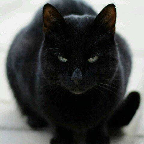 mischievous_amy's profile picture. hey my names Amy, the black warrior. I'm a mischievous queen. My sister @witchingcat is back. Adopted mother of @crookcat.   #RP