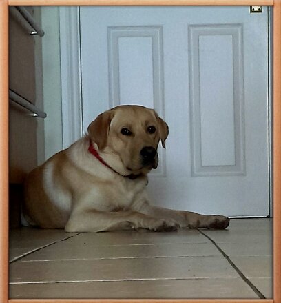 TrolledJericho's profile picture. Hi!