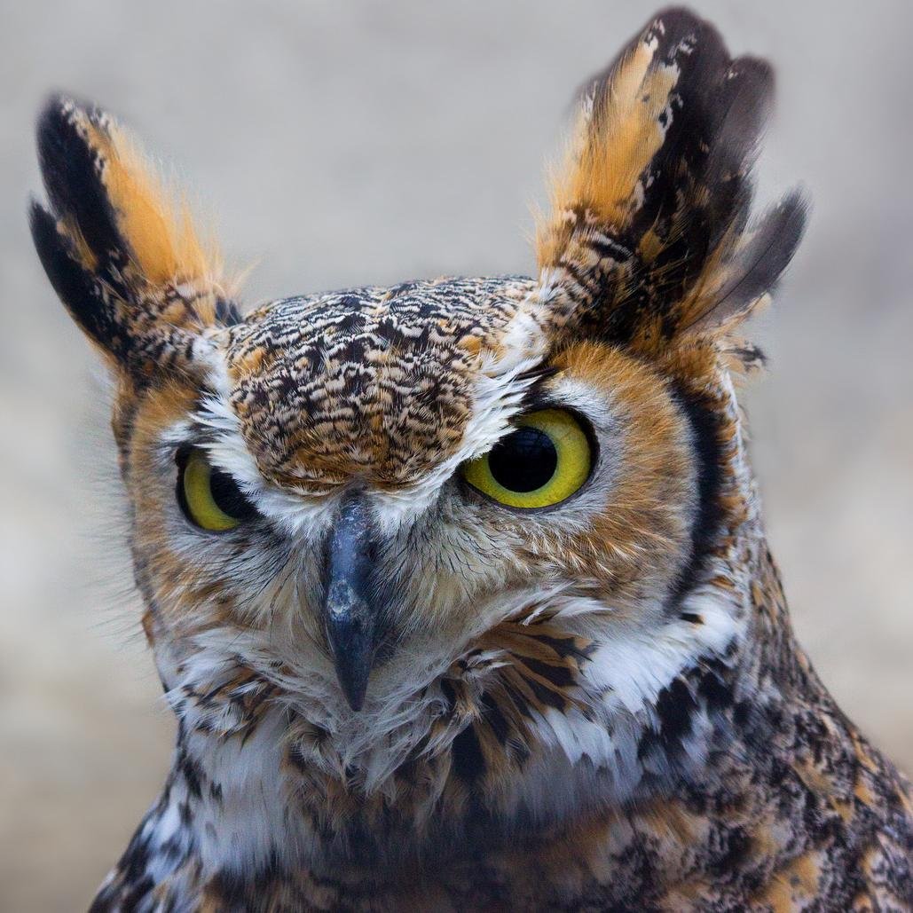 Follow HootVision!!
