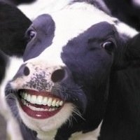 Me encanta dar leche, estiercol y pastar.