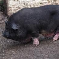 Cerdito