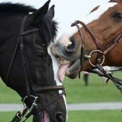 Equestrian & archery will cure any illness