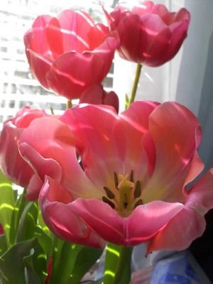 LmntereRead's profile picture. 