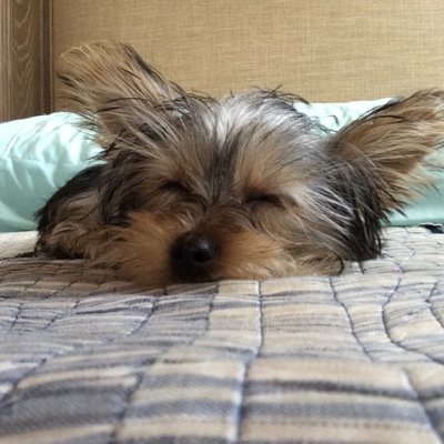 I am a cute puppy. Follow my daddy, links down below.