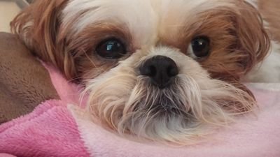 MileytheShihTzu's profile picture. 