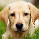 @dogsofinsta