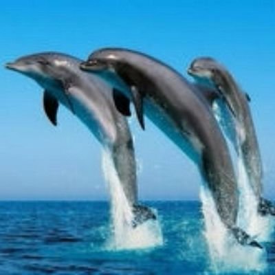 GeersKristel's profile picture. 