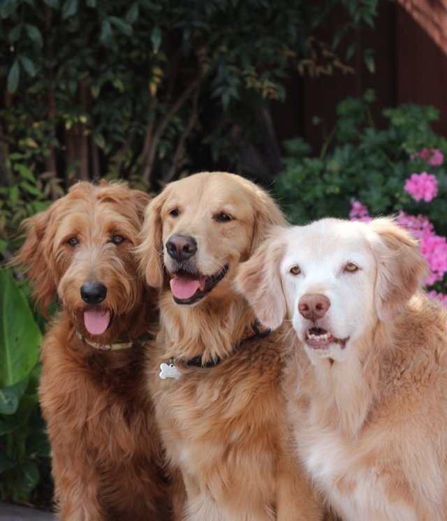 @goldenjays of @Instagram - Jaxson, Jamie & Jinger living the dream life on the #OregonCoast #goldenretriever #goldendoodle https://t.co/EbkOtwQLiD