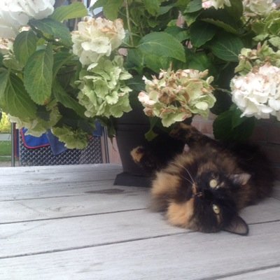 Bas_Booij's profile picture. 