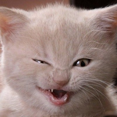 Live-snarking persons, places and things.