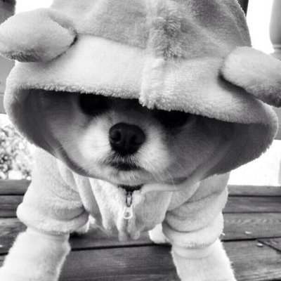 woof. . . . . . . . . . #haiku