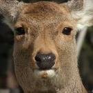 482k's profile picture. しばづけです。世の中のためにならないポストが中心。ゲーム等作って生きてます