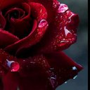 الوردة الحمراء (@1398Lavender) Twitter