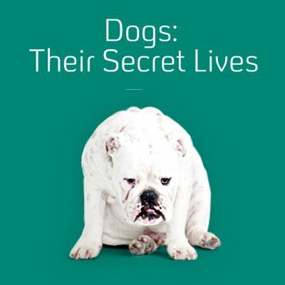 DogsC4's profile picture. Dogs:Their Secret Lives for Channel 4 is back from August 19th; brand new website http://t.co/SbRUahC4Tk and 4 new tv programmes.