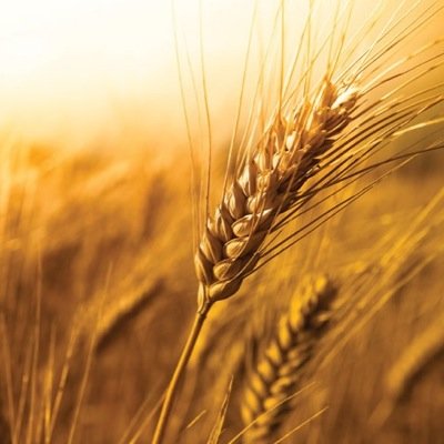Bringing the latest trade news of the animal feed industry in Argentina, Paraguay, Uruguay and Brazil - Container business