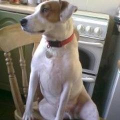 Only dog on Twitter to be #blockedbyGalloway