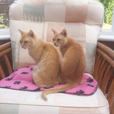 Committed supporter of Manchester City FC, Bedford Blues and Northants CCC. Also follows tennis and golf. Proud human 'owner' of two burmese cats!