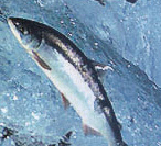 Eat Wild Alaska Salmon