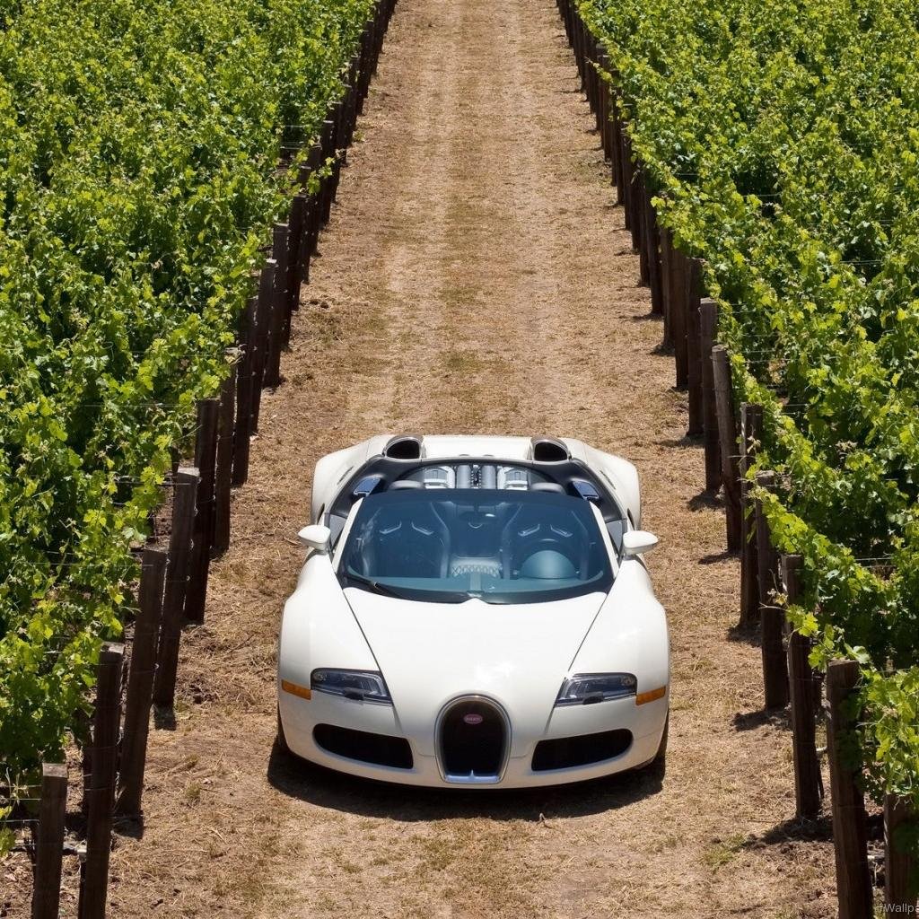 FindWineCountry's profile picture. 