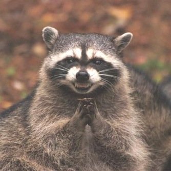 I'm the raccoon Clare poured her heart out to on BIP. My name is Nate. Talk to me.
