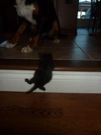 assattack4's profile picture. 