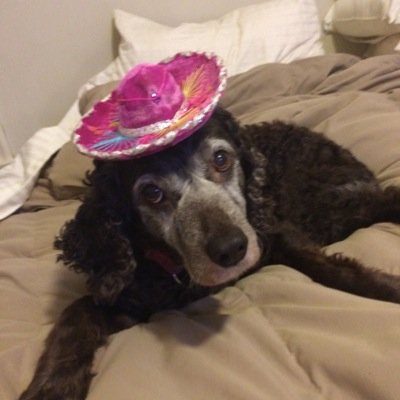 CocowoodWright's profile picture. 