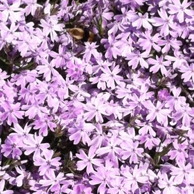 BenRhonda's profile picture. 