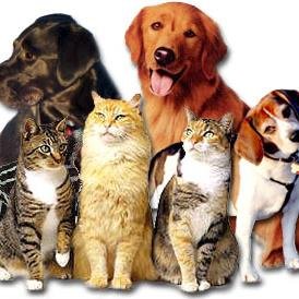 A 501c3 no-kill humane society. Our mission is to end pet homelessness, suffering, and unnecessary pet euthanasia, and to serve pets in need.