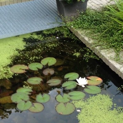 Bert Kuipers Profile