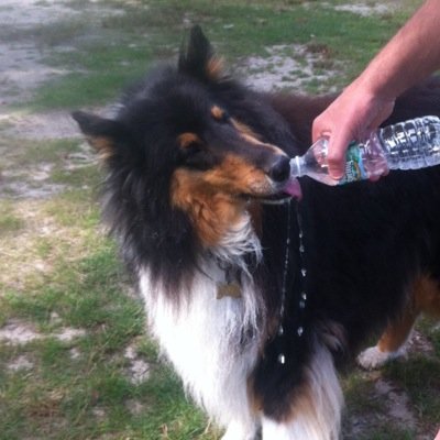 hi i'm dunkie! i am a collie. my hobbies are napping and eating.