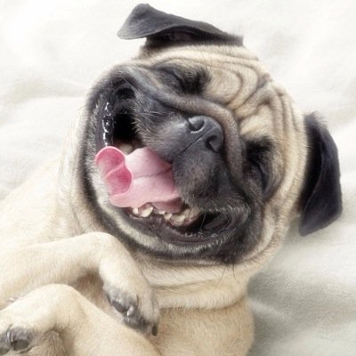 Get your daily dose of funny Dog pictures here.