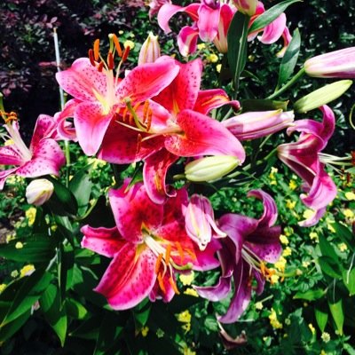 Mother, Wife and Professional Loves being outdoors, reading and gardening. outdoor sports Campus Operations at Wingate University