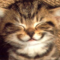 あいラブ☆猫 (@lovecat_neko) Twitter profile photo